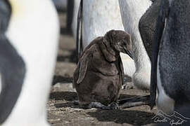 King Penguin