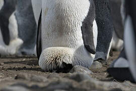 King Penguin