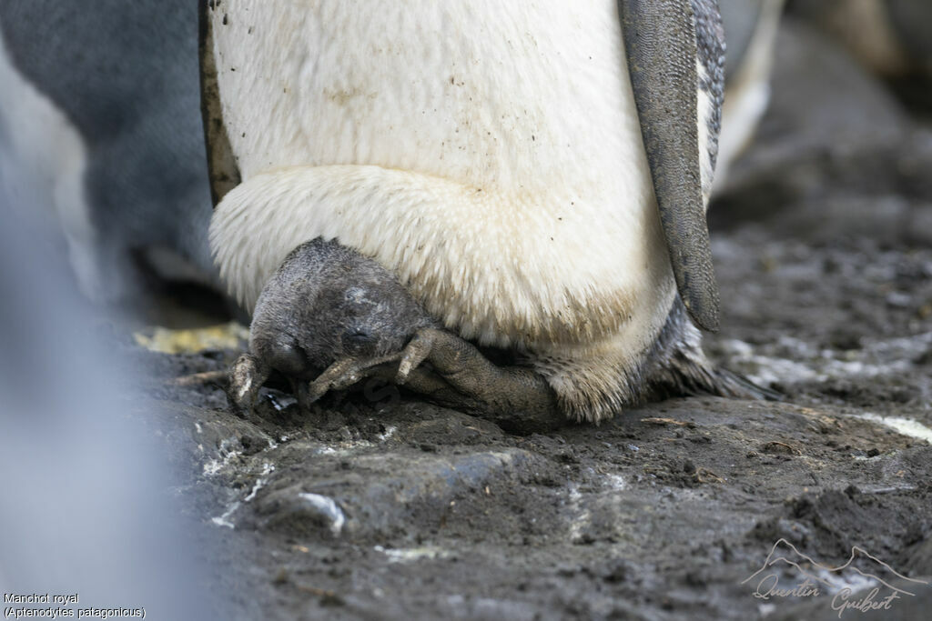 King Penguin