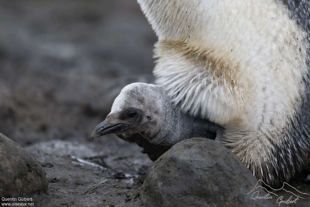 King Penguin