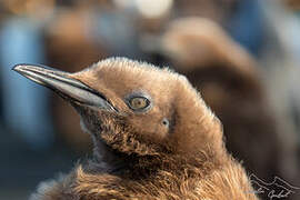 King Penguin