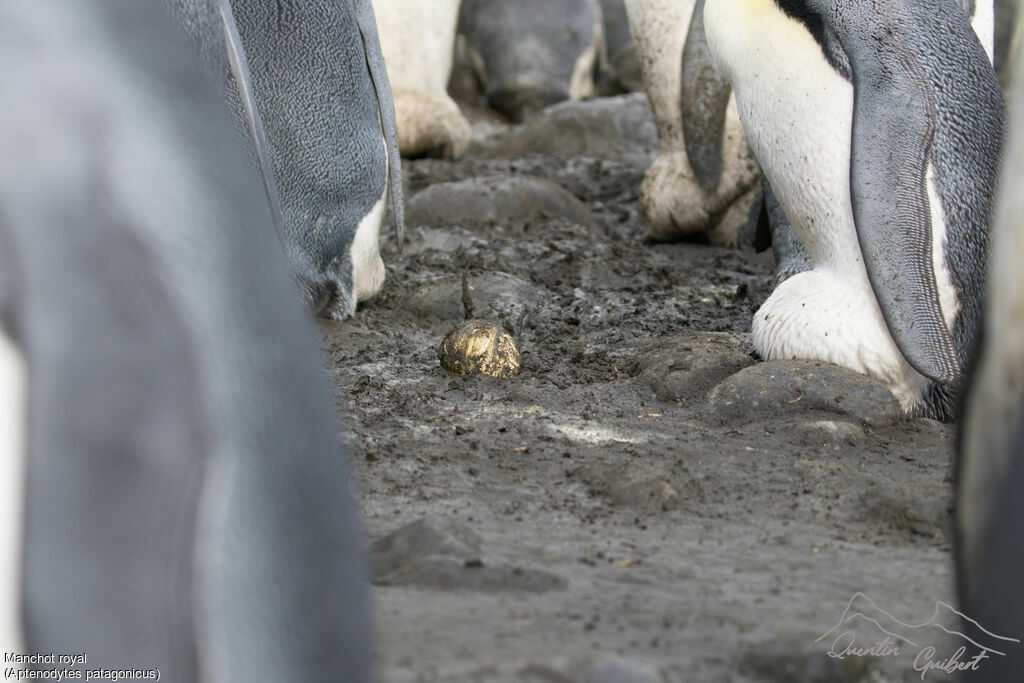 King Penguin