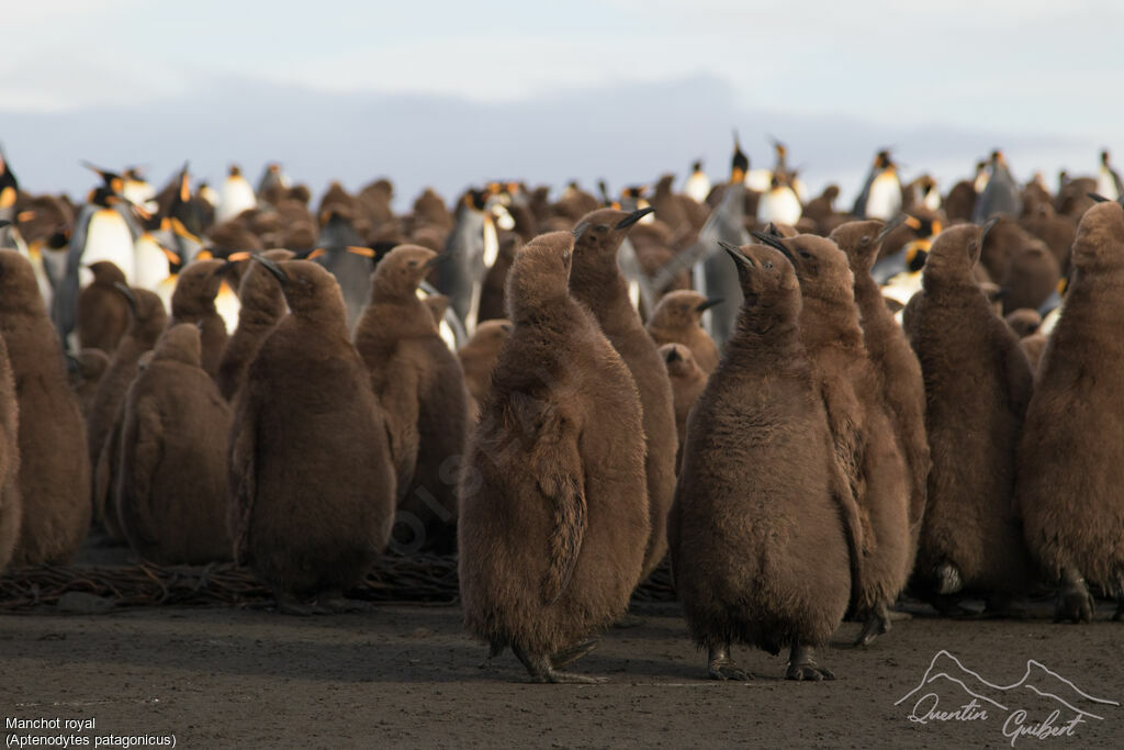 King Penguin