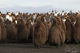 King Penguin