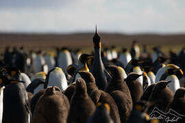 King Penguin