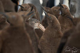 King Penguin