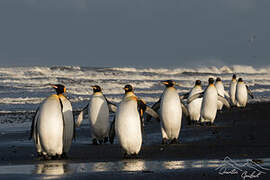 King Penguin