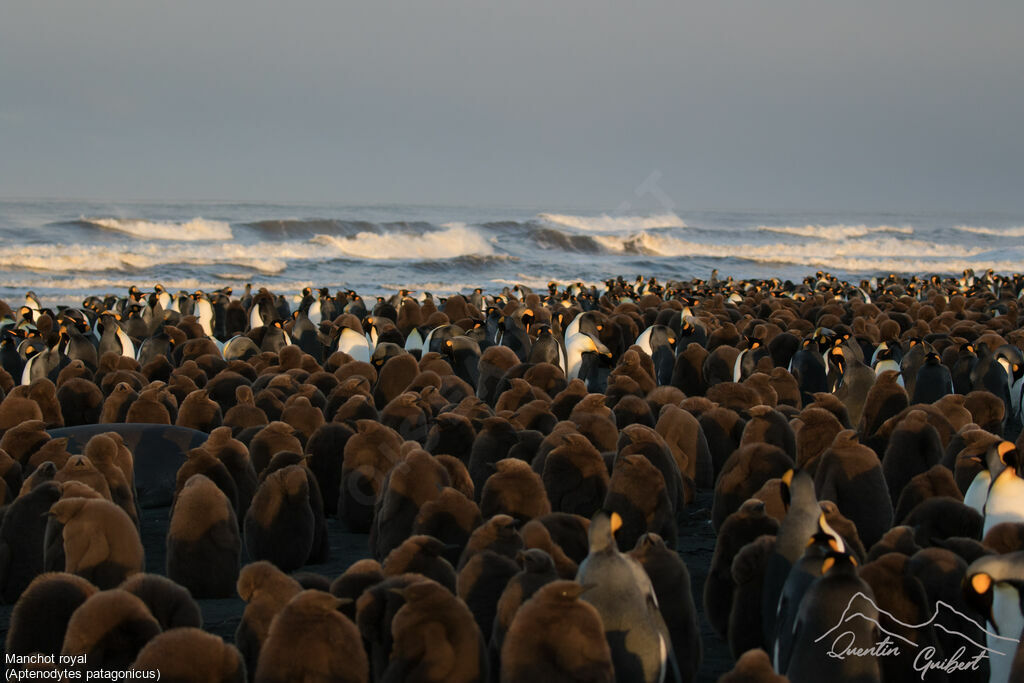 King Penguin