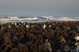 King Penguin