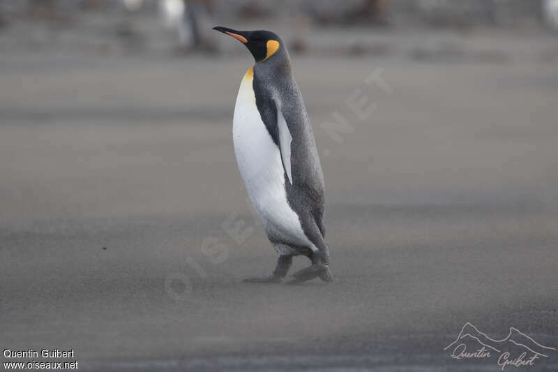 King Penguinadult, identification