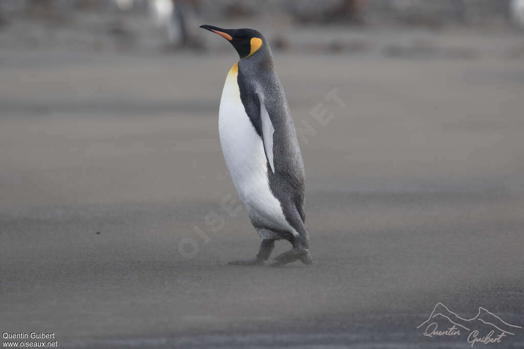 King Penguinadult, identification