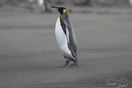 King Penguin