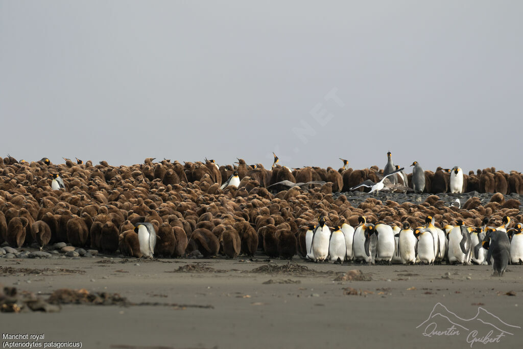 King Penguin