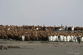 King Penguin