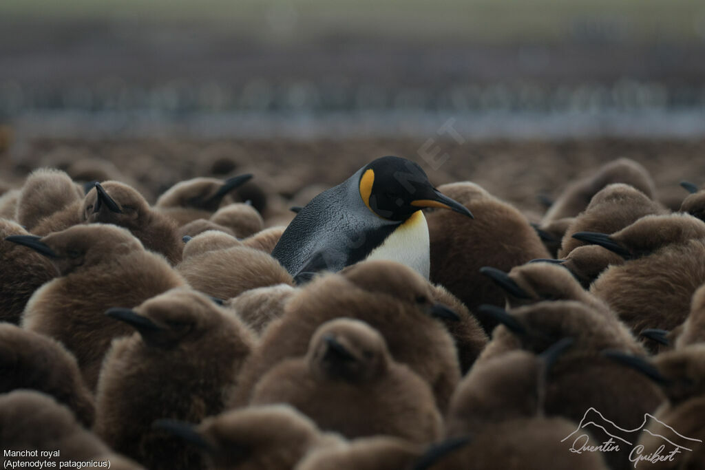 King Penguin