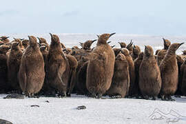 King Penguin