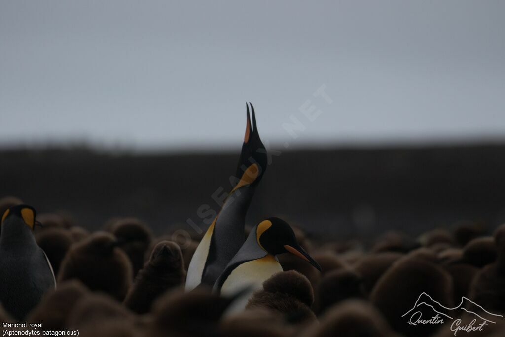 King Penguin