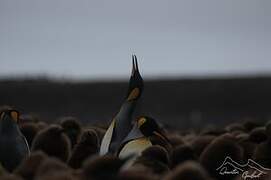 King Penguin