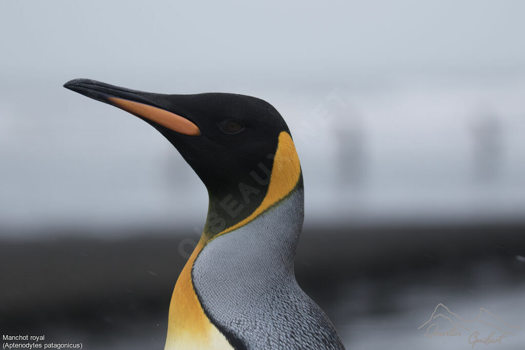 King Penguin