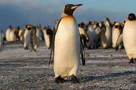 King Penguin