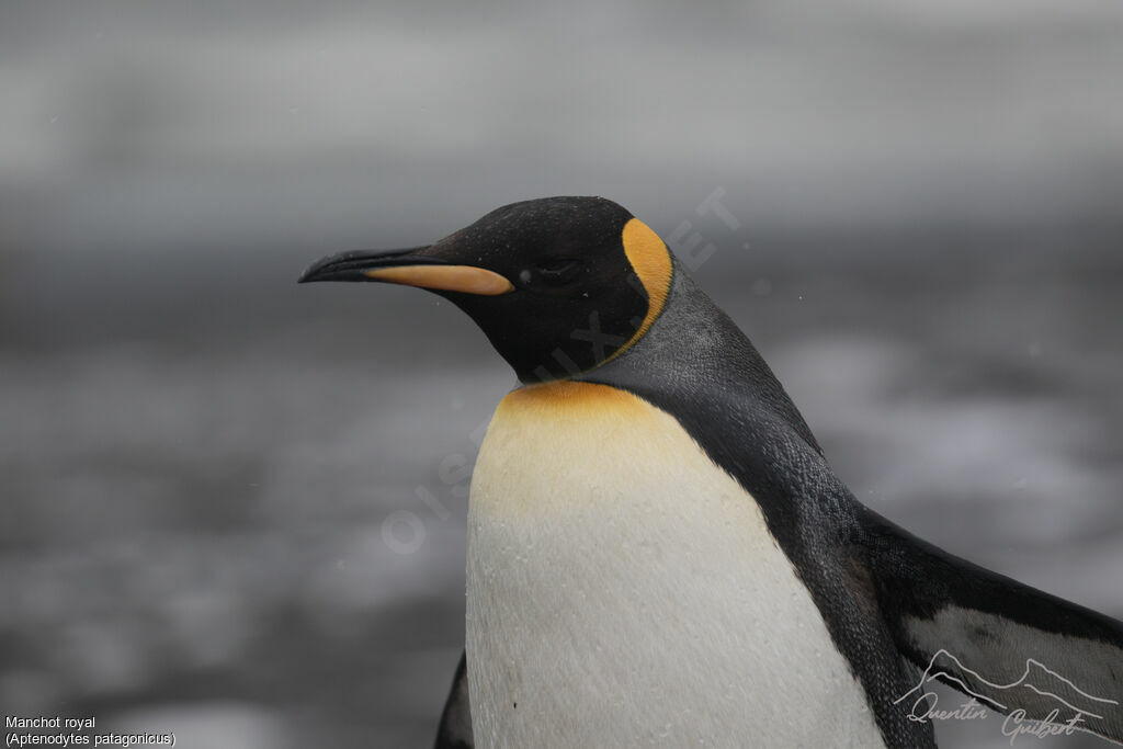 King Penguin