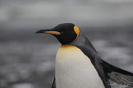 King Penguin