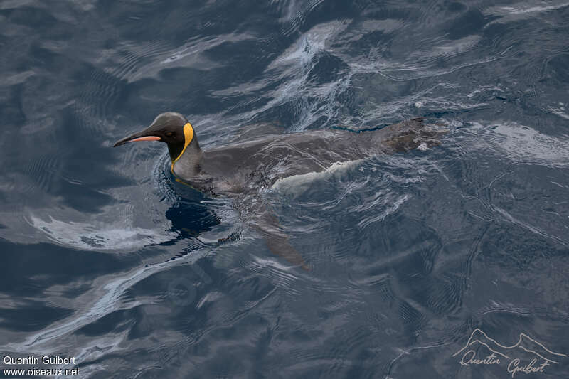 King Penguinadult, swimming
