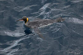 King Penguin