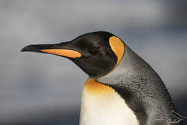 King Penguin