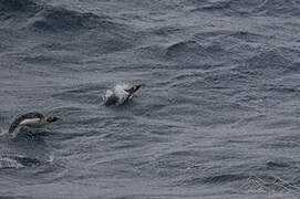 King Penguin