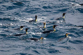 King Penguin