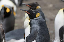 King Penguin