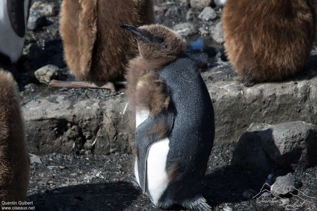 King Penguinjuvenile, identification