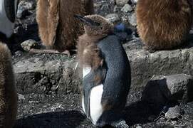 King Penguin