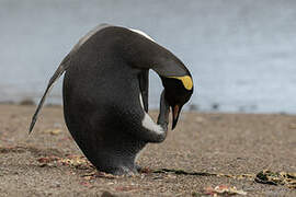 King Penguin