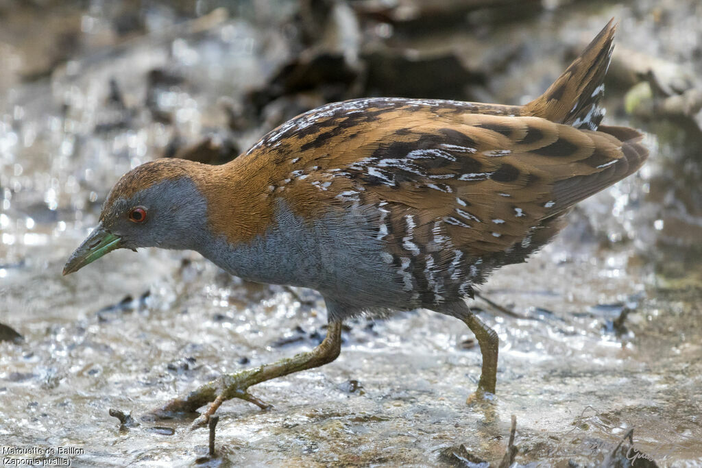 Baillon's Crake