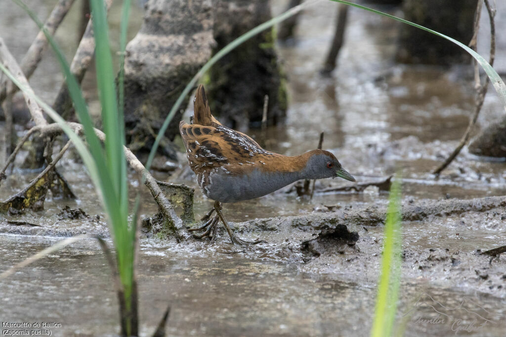 Baillon's Crake