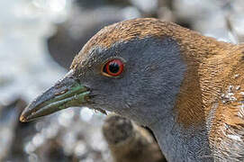 Baillon's Crake