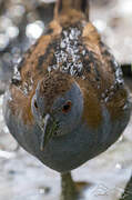 Baillon's Crake