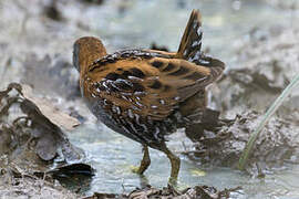 Baillon's Crake