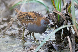 Baillon's Crake