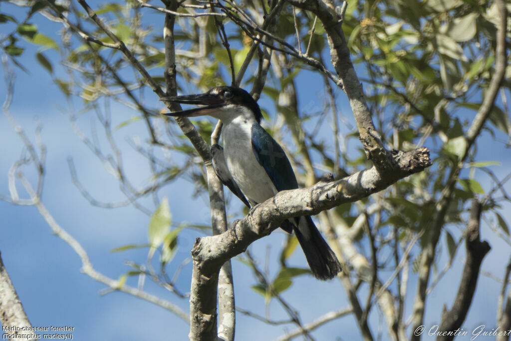 Forest Kingfisheradult, song