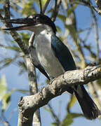 Forest Kingfisher