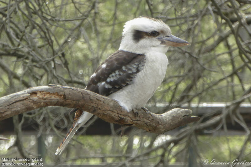 Laughing Kookaburra, identification