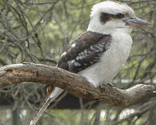 Laughing Kookaburra