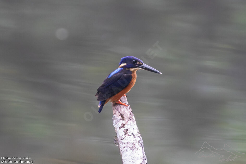 Martin-pêcheur azuré, identification