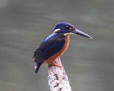 Shining-blue Kingfisher