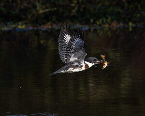 Martin-pêcheur d'Amérique