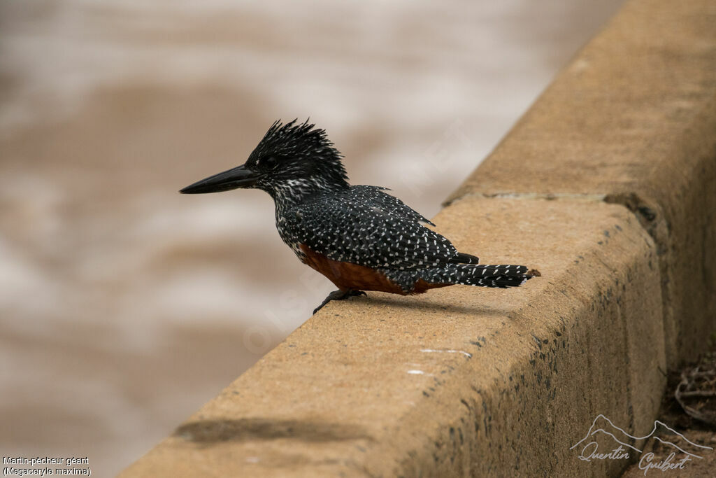 Giant Kingfisher female adult