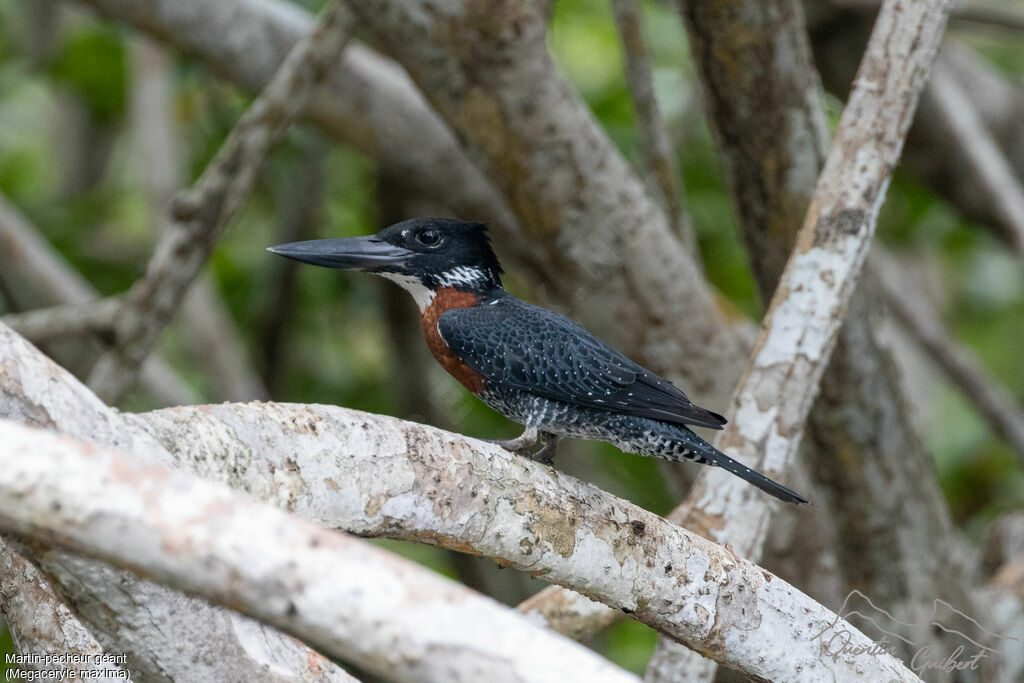 Martin-pêcheur géant, identification